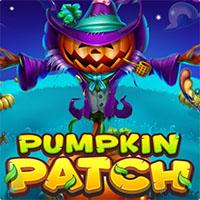PUMPKIN PATCH - Habanero