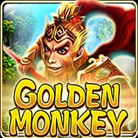Golden Monkey - Live22